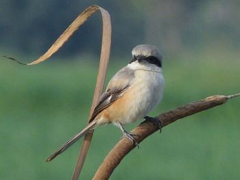 Close-up of bird perching on branch