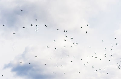 Low angle view of birds flying in sky