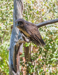 Close-up of bird perching on tree