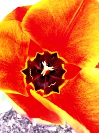 Full frame shot of red flower
