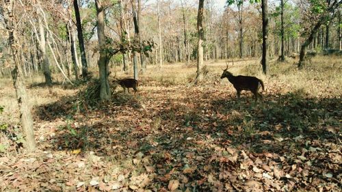 Horse on field in forest