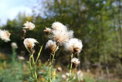 Close-up of wilted flowers on field