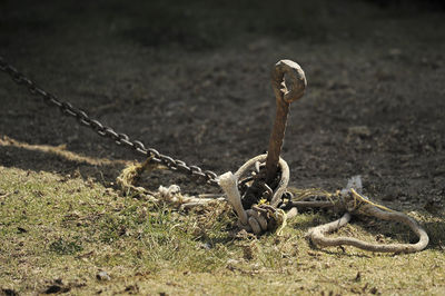 Stake stuck in the ground, it is used to tie bulls while they eat and do not run away