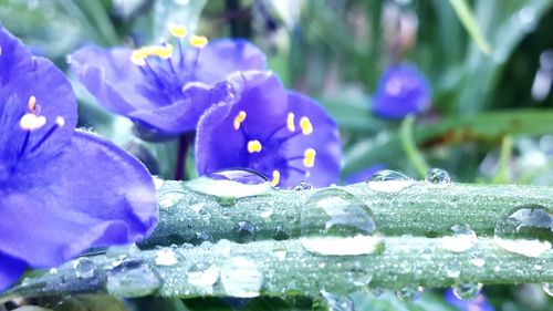 Close-up of blue flower