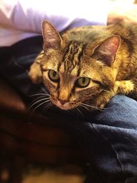 Close-up portrait of cat sitting at home