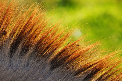 Close-up of grass