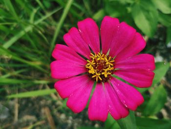 Close-up of pink flower