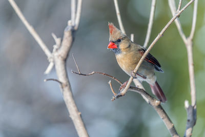 Close-up of bird perching on branch