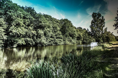 Scenic view of lake in forest against sky