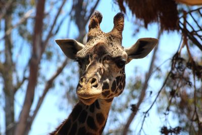 Low angle portrait of giraffe against trees