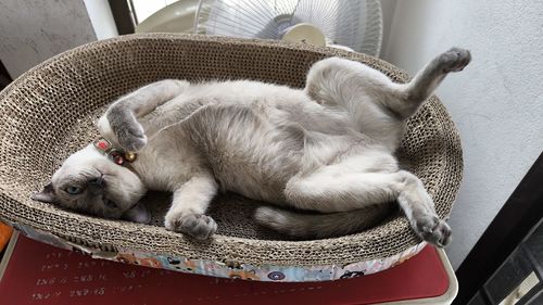 High angle view of cat sitting on sofa at home