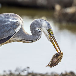 Close-up of gray heron hunting fish on lakeshore