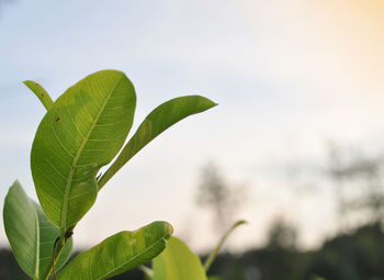 Low angle view of leaves against sky