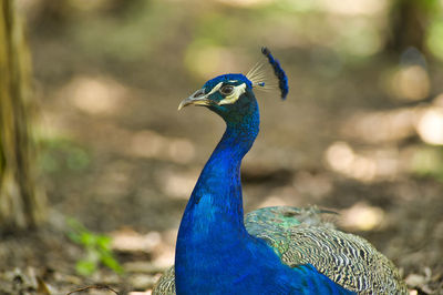 Close-up of peacock