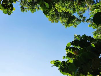 Low angle view of tree against clear blue sky