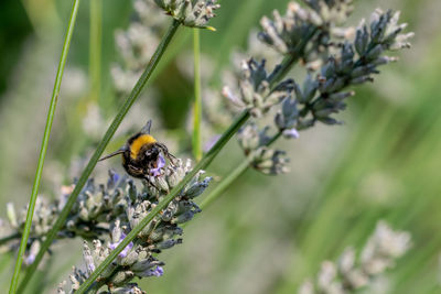 Close-up of insect on flower