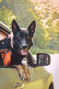 Portrait of dog sitting on car