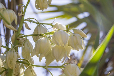 Low angle view of white flowers blooming on tree