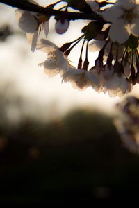 Close-up of white flowers