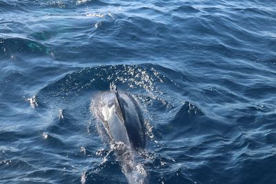 Close-up of whale swimming in sea