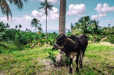 Horse on field against trees