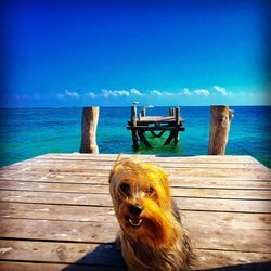 Dog sitting on pier over sea against sky