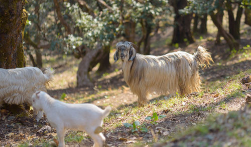 Dog standing on field