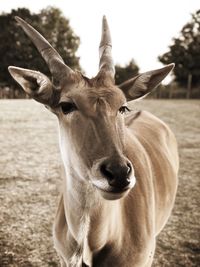 Close-up portrait of a horse