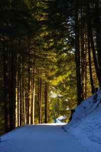 Snow covered trees in forest