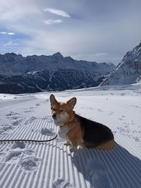 Corgi on snow covered mountain against sky