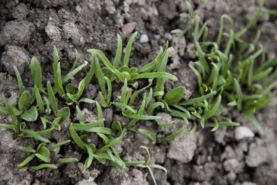 High angle view of plants growing on field