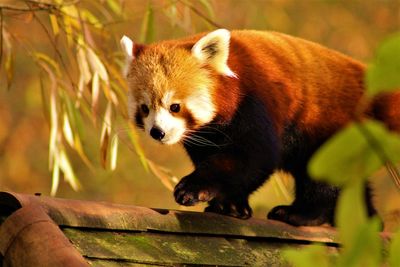 Close-up of red panda walking