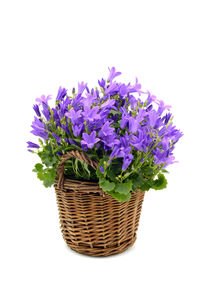 Close-up of purple flowers in basket
