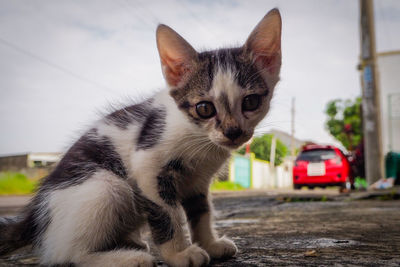 pet
