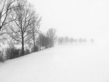 Bare trees on field