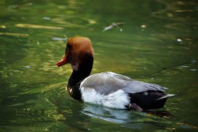 Close-up of duck swimming in lake