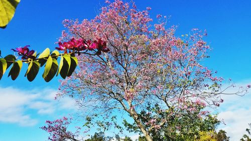 Low angle view of pink flowering tree against blue sky