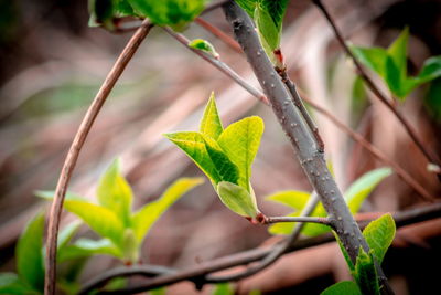 Close-up of green leaves on plant