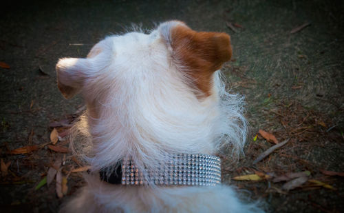 Rear view of dog