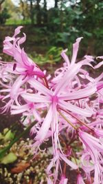 Close-up of pink flowers blooming outdoors