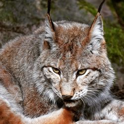 Close-up portrait of cat