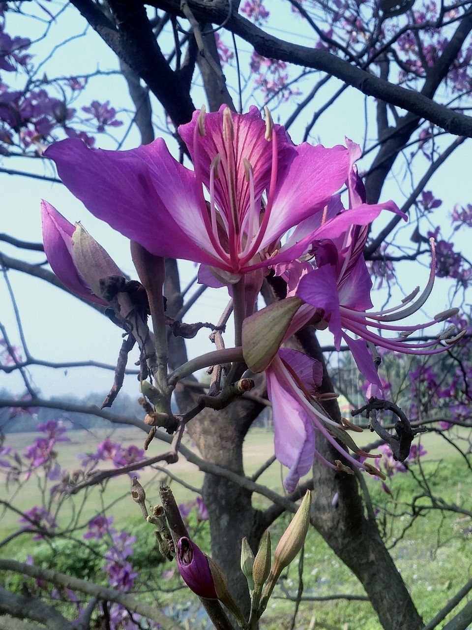 flower, petal, growth, fragility, pink color, nature, beauty in nature, plant, flower head, no people, branch, tree, outdoors, day, close-up, freshness, blooming