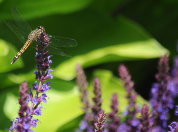 Close-up of dragonfly on purple flowers