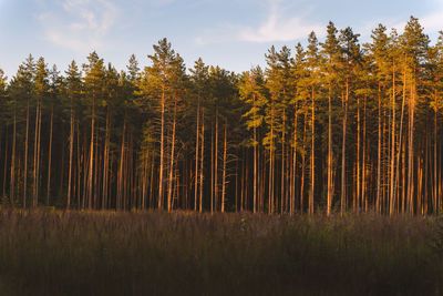 Trees in forest against sky