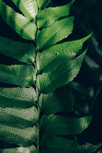 Green leaves background. abstract natural floral background. selective focus, macro. 