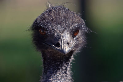 Close-up portrait of ostrich