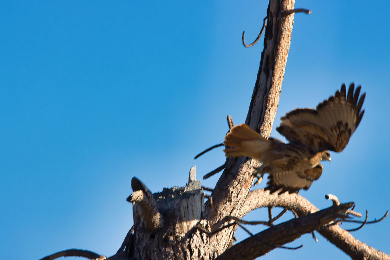 LOW ANGLE VIEW OF OWL PERCHING ON TREE