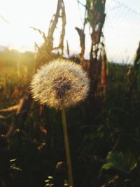 Close-up of dandelion flower on field