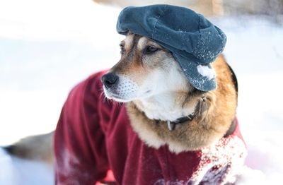 Dog looking away in snow