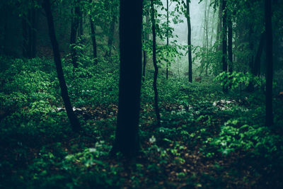 Trees in forest